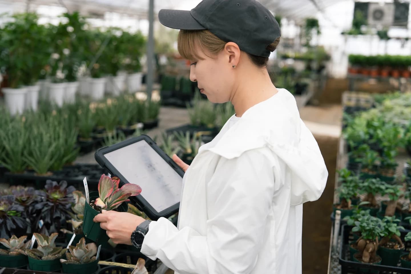 株式会社Domuzの契約社員 その他 屋内緑化求人イメージ