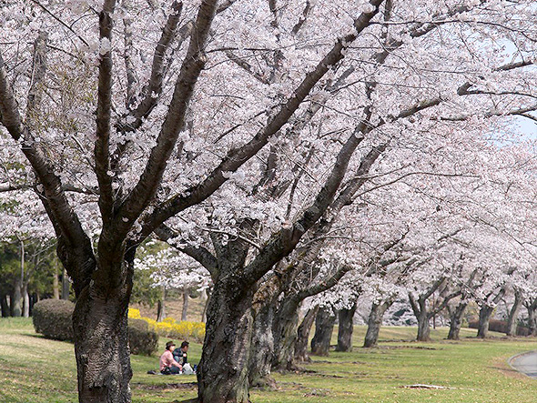 西武造園株式会社 平和公園の契約社員 公園・施設管理 事務 公園・公共施設の求人情報イメージ1