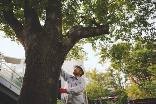 株式会社岐阜造園 本社の正社員 現場管理(維持管理) 都市緑化・ランドスケープ お庭・植木 公園・公共施設求人イメージ