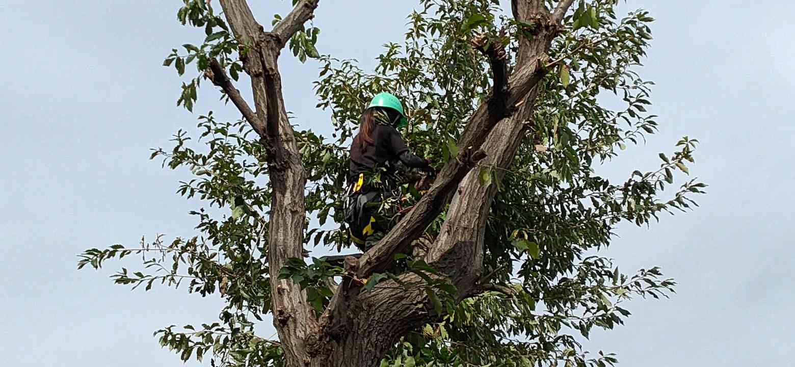 蘆花園植木株式会社の正社員 現場管理（維持管理） 職人・現場スタッフ お庭・植木 公園・公共施設求人イメージ