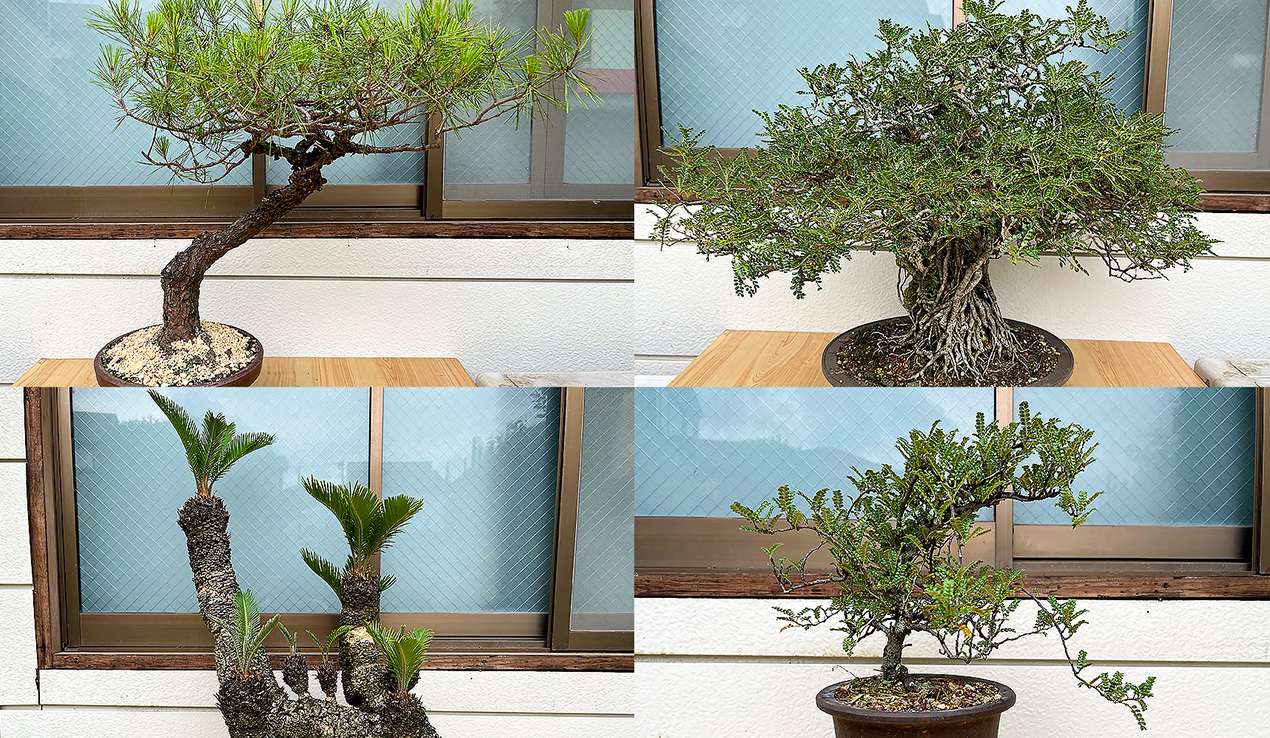 有限会社サニーホライズンの業務委託 職人・現場スタッフ お庭・植木の求人情報イメージ1