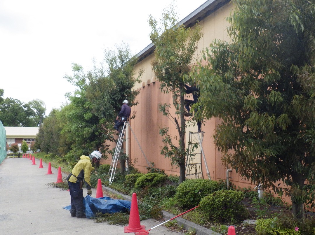 合同会社緑心のアルバイト・パート 職人・現場スタッフ 都市緑化・ランドスケープ お庭・植木 公園・公共施設の求人情報イメージ3