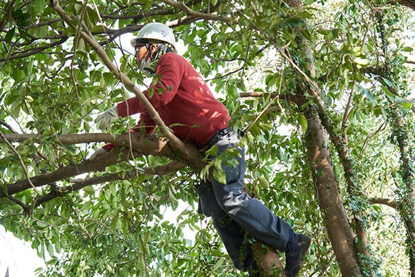株式会社双葉苑のアルバイト・パート 職人・現場スタッフ 都市緑化・ランドスケープ 公園・公共施設の求人情報イメージ4
